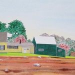 blueberry_farm_in_spring