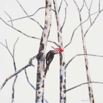 Pileated-Woodpecker-I