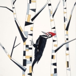 Pileated-Woodpecker-in-the-Birches