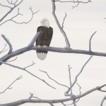 Eagle-in-Fog